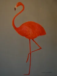 Flamingo
